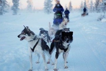 a dog that is standing in the snow