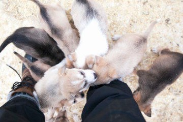 small dogs standing with person